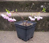 prunus-acc03_220316a.jpg