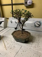 chinese elm after repotting.jpg
