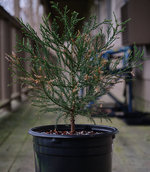 G. Sequoia.jpg