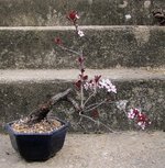 prunus01b_220327a.jpg