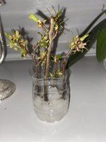 How to Propagate a Cherry Tree
