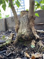 IMG-1312 (Custom).jpg