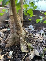 IMG-1316 (Custom).jpg