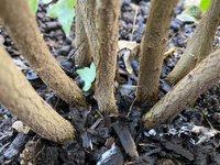 IMG-1300 (Custom).jpg