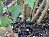 IMG-1302 (Custom).jpg