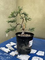 220404 Shohin Ital Cypress 6.jpg