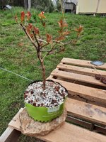 20220411_110119.jpg 20220411_110119.jpg