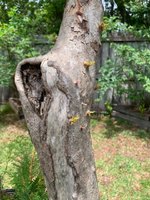 oak stump 2.jpg