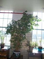 Ficus CDC.JPG