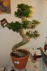 Bonsai 137.jpg