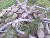 pine pics 012.jpg