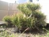 pine pics 046.jpg