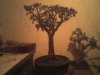 new jade 024.jpg