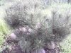 pine pics 004.jpg