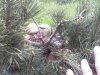 pine pics 005.jpg