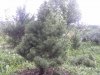 latest pics 001.jpg