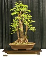 Bald Cypress Bonsai Tree.jpeg