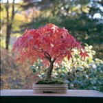 Acer-_-bonsai-de-exterior_Portada.jpg