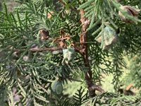 juniper-3.jpg