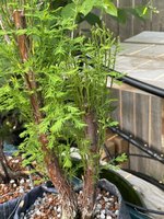 IMG_3875.jpg