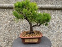 Black Pine_03'22_1F.jpg