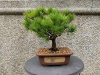 Black Pine_03'22_2R.jpg