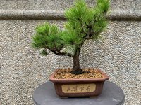 Black Pine_03'22_3B.jpg