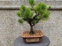 Black Pine_03'22_4L.jpg