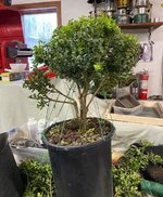 Boxwood (3).jpg