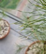 pine 2.jpg