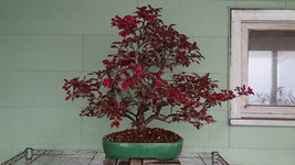 DSC01016.JPG
