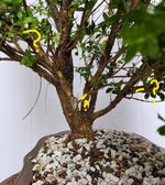 Bonsai 2.jpg