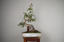 DSC07931.JPG