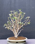crassula01_220509c.jpg