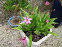 rhodohypoxis_200620a.jpg