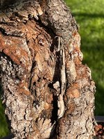 Shari-2 2022.jpg Shari-2 2022.jpg