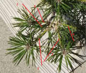 pine branch.png