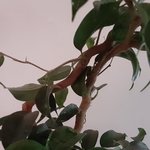 ficus wiandi4.jpg ficus wiandi4.jpg