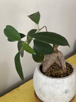 ficusmicrocarpaaerialbud.jpg