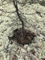Tamarack 03.jpg