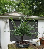 DSC05831-1.jpg