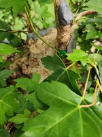 IMG_20220603_113147.jpg