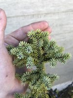 NewPicea06.jpg