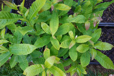 chestnut.jpg chestnut.jpg