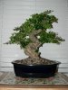FukienTea b201110a.jpg