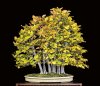 BEECH-AUTUMN.jpg