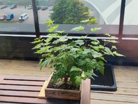 IMG_20220602_083638.jpg