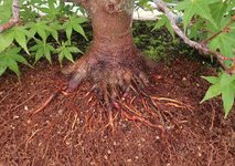 acer palmatum beni tsukasa 2022 06 08 (2).JPG