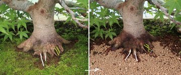acer palmatum beni tsukasa 2022 06 08 (10).jpg