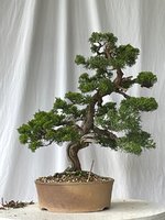 Shimpaku 3 June 2022.jpg Shimpaku 3 June 2022.jpg